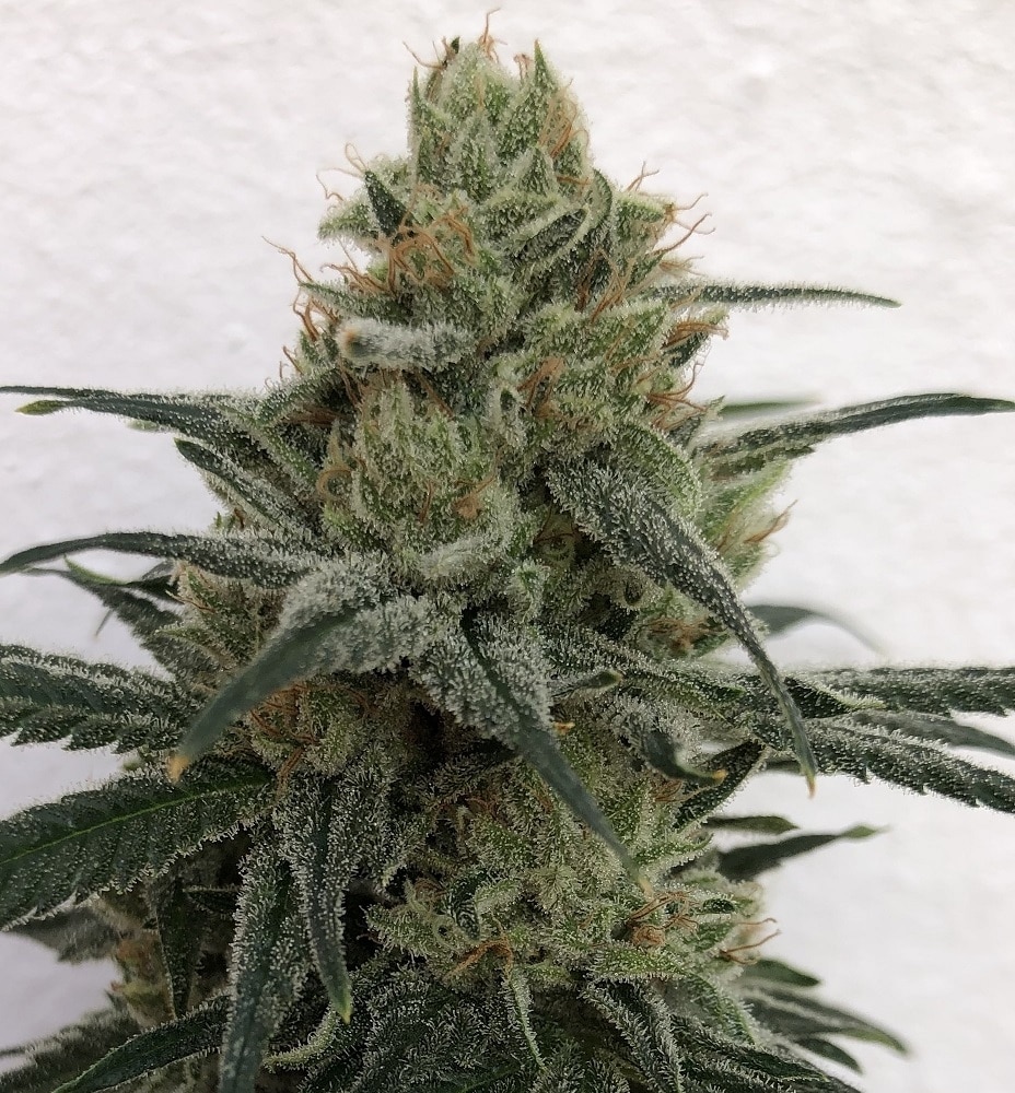 CBD 1 Feminized by ACE Seeds (5) CBD 1 grow shot