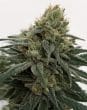 CBD 1 Feminized by ACE Seeds