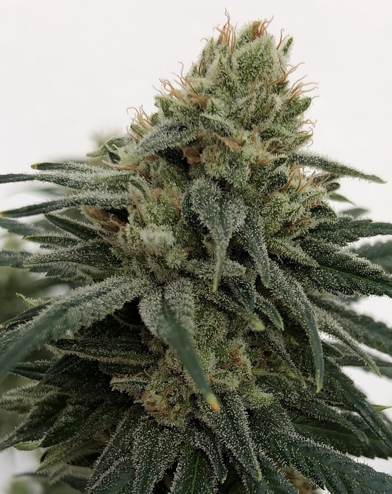 CBD 1 Feminized by ACE Seeds (6) CBD 1 grow shot
