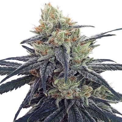 CBD 1 Feminized by ACE Seeds CBD 1 Feminized by ACE Seeds