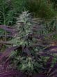 China Yunnan Regular by ACE Seeds
