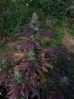 China Yunnan Regular by ACE Seeds