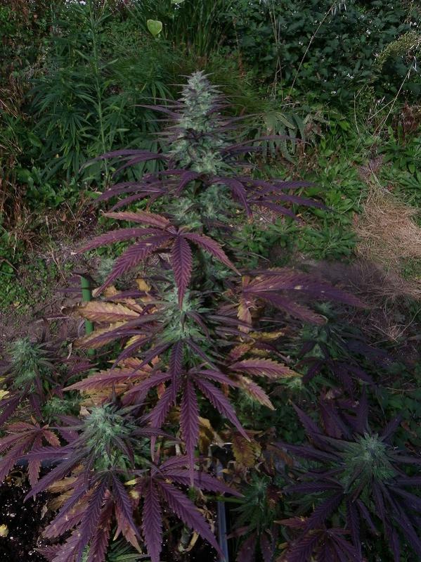 China Yunnan Regular by ACE Seeds (2) China Yunnan bud detail