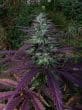 China Yunnan Regular by ACE Seeds