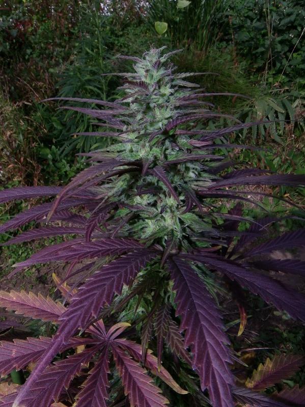 China Yunnan Regular by ACE Seeds (3) China Yunnan plant in flower