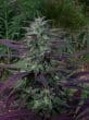 China Yunnan Regular by ACE Seeds