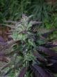 China Yunnan Regular by ACE Seeds