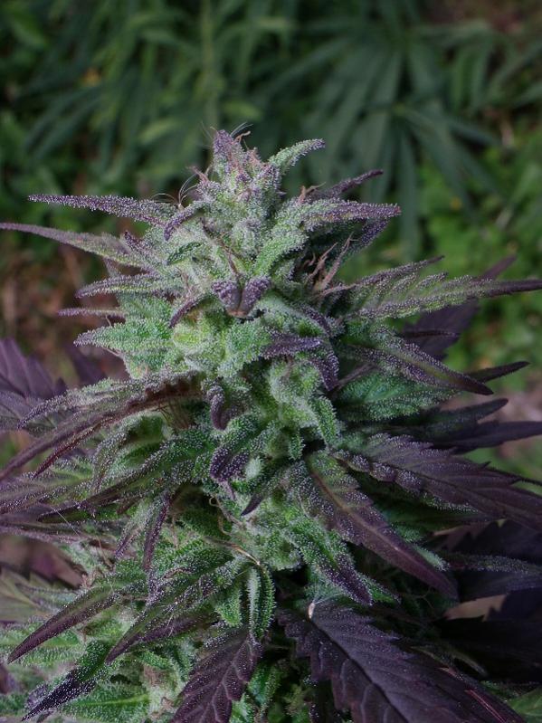 China Yunnan Regular by ACE Seeds (5) China Yunnan grow shot