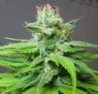 China Yunnan Regular by ACE Seeds