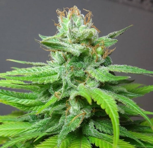 China Yunnan Regular by ACE Seeds (6) China Yunnan grow shot