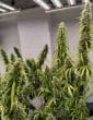 Colossus Feminized by ACE Seeds