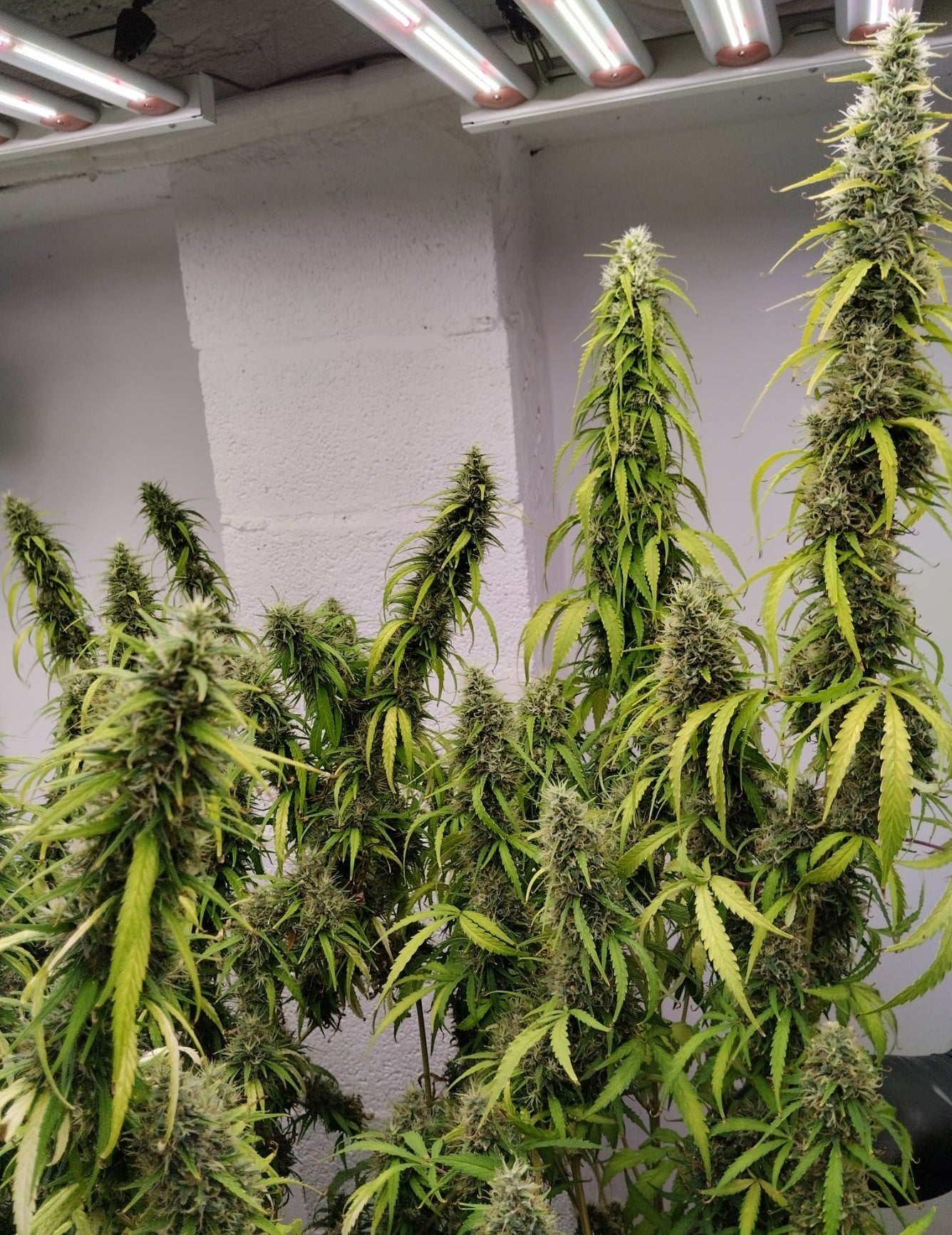Colossus Feminized by ACE Seeds (2) Colossus bud detail