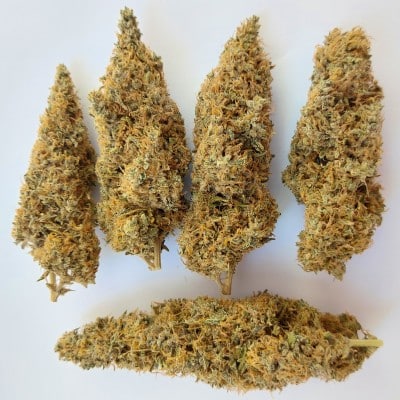 Colossus Feminized by ACE Seeds Colossus Feminized by ACE Seeds
