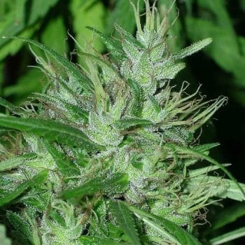 Congo grow shot
