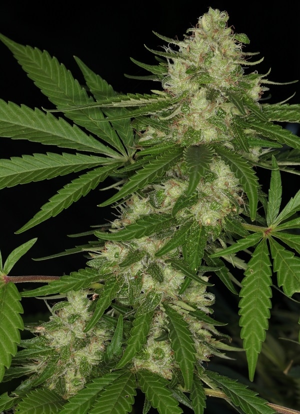 Congo Feminized by ACE Seeds (4) Congo harvest detail