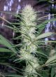 Congo Regular by ACE Seeds (25)