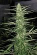 Congo Regular by ACE Seeds