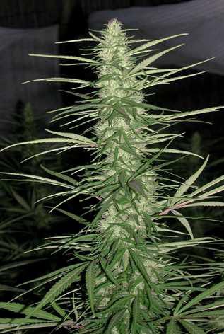 Congo Regular by ACE Seeds (2) Congo bud detail