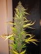 Congo Regular by ACE Seeds