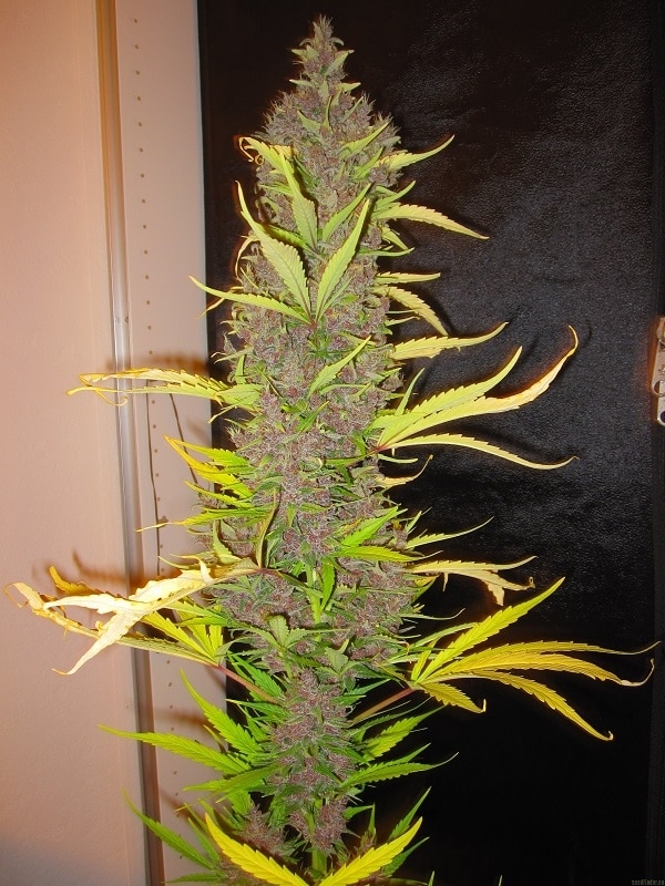 Congo Regular by ACE Seeds (3) Congo plant in flower