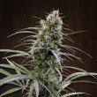Congo Regular by ACE Seeds