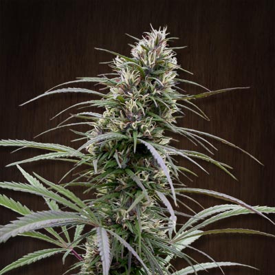 Congo Regular by ACE Seeds (6) Congo grow shot