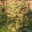 Creeper Gouge Regular by ACE Seeds