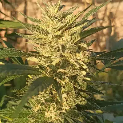 Creeper Gouge Regular by ACE Seeds Creeper Gouge Regular by ACE Seeds