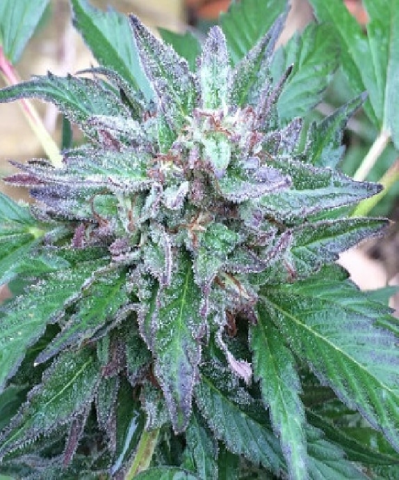 ace-seeds-early-bubba-regular