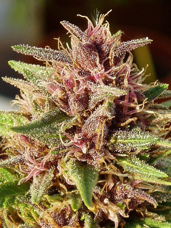 Erdpurt Feminized by ACE Seeds (3) Erdpurt plant in flower