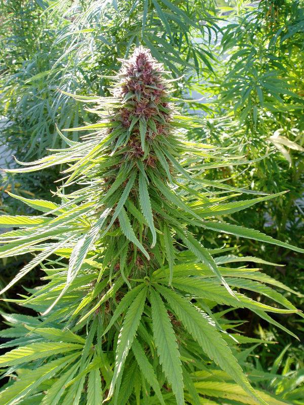 Erdpurt Feminized by ACE Seeds (4) Erdpurt harvest detail