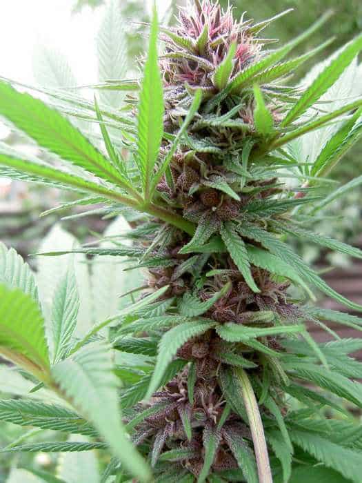Erdpurt Feminized by ACE Seeds (5) Erdpurt grow shot