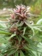 Erdpurt Feminized by ACE Seeds