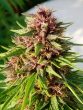 Erdpurt Feminized by ACE Seeds (21)