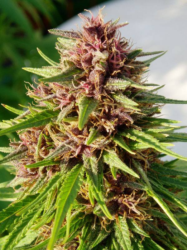 ErdPurt Regular by ACE Seeds (2) ErdPurt bud detail