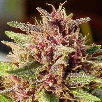 Erdpurt Feminized by ACE Seeds