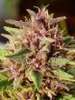 Erdpurt Feminized by ACE Seeds (21)