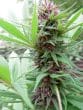 Erdpurt Feminized by ACE Seeds (21)