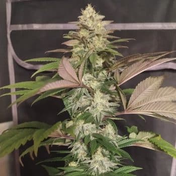 Erdpurt grow shot
