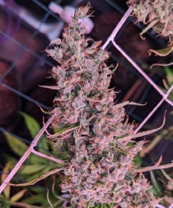 Golden Tiger 3rd Version LIMITED EDITION Feminized by ACE Seeds