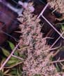 ace-seeds-golden-tiger-3rd-version-feminized