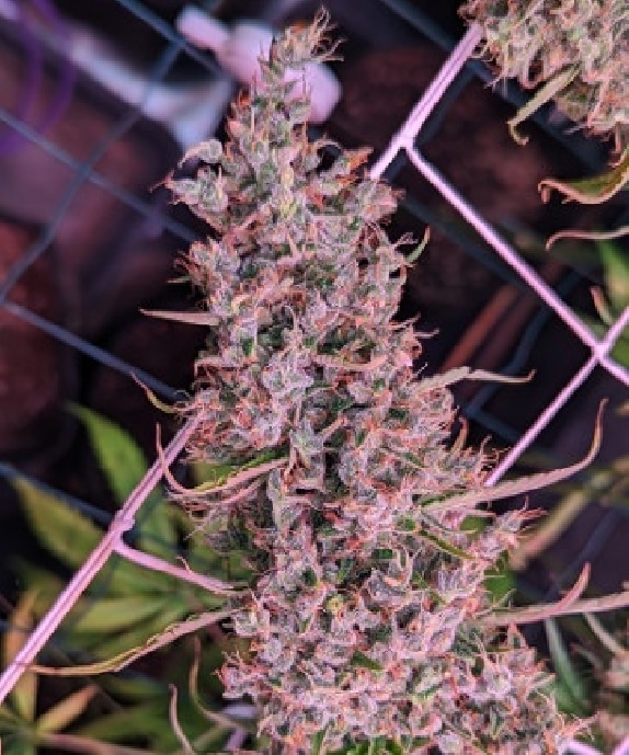 ace-seeds-golden-tiger-3rd-version-feminized