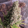 Golden Tiger Regular by ACE Seeds