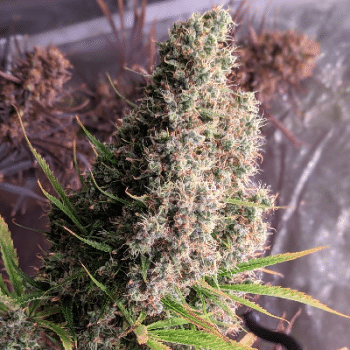 Golden Tiger Regular by ACE Seeds