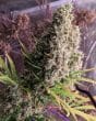 Golden Tiger Regular by ACE Seeds