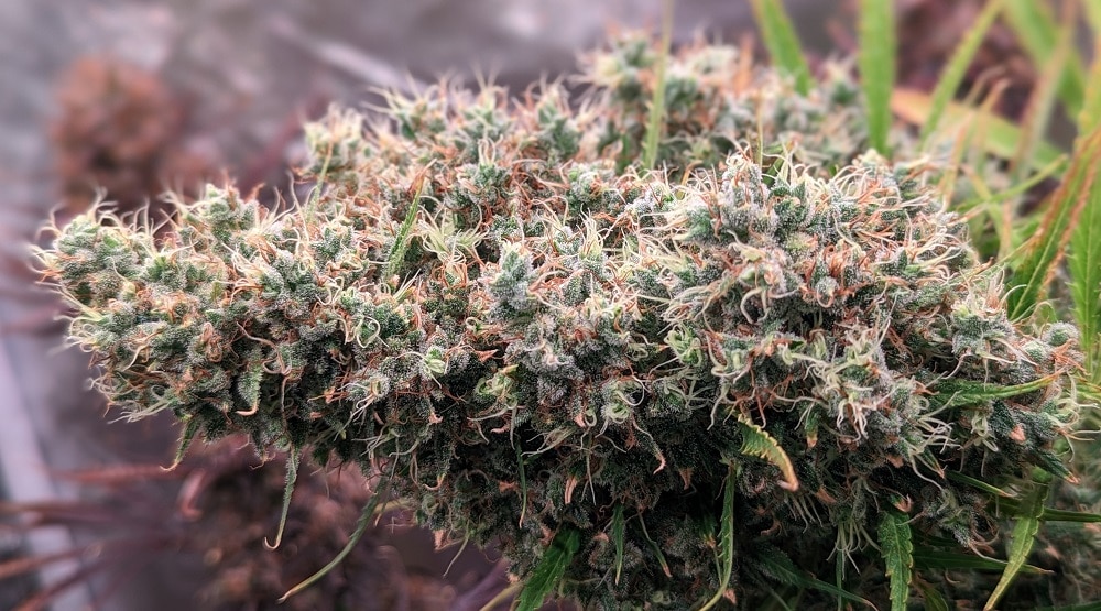 Golden Tiger Regular by ACE Seeds (3) Golden Tiger plant in flower