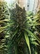 Golden Tiger Regular by ACE Seeds