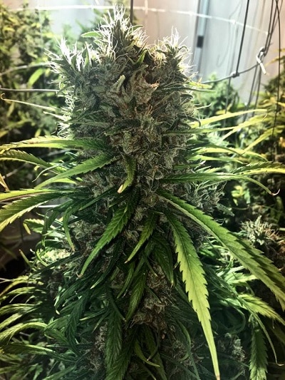 Golden Tiger Regular by ACE Seeds (4) Golden Tiger harvest detail
