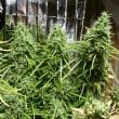 Golden Tiger Regular by ACE Seeds