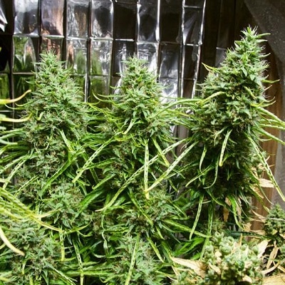 Golden Tiger Regular by ACE Seeds (5) Golden Tiger grow shot